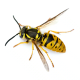 wasps